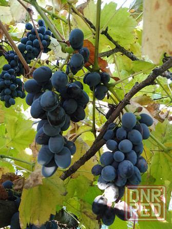 Виноград Макеевка - изображение 3