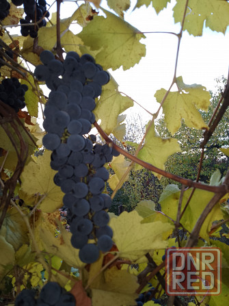 Виноград Макеевка - изображение 1