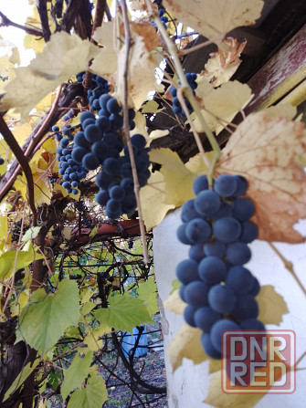 Виноград Макеевка - изображение 2