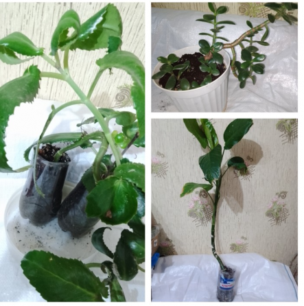 Комнатные цветы Макеевка