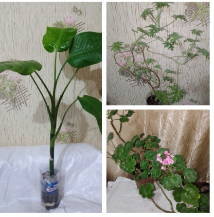 Комнатные цветы Макеевка