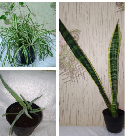 Комнатные цветы Макеевка