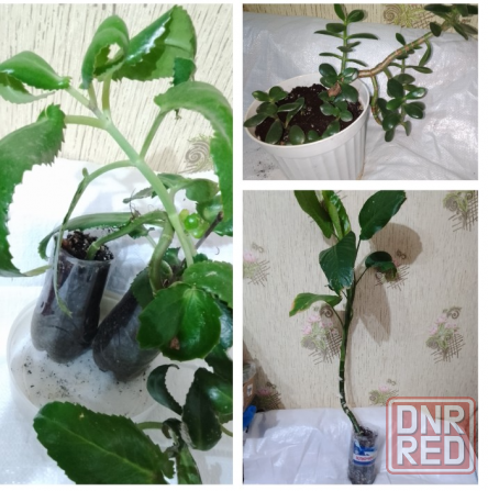 Комнатные цветы Макеевка - изображение 2