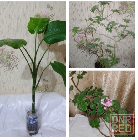 Комнатные цветы Макеевка - изображение 3