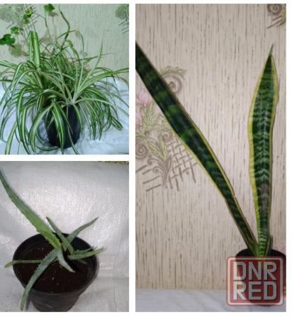 Комнатные цветы Макеевка - изображение 1