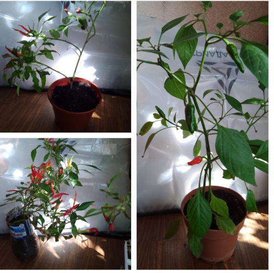 Перец комнатный Макеевка