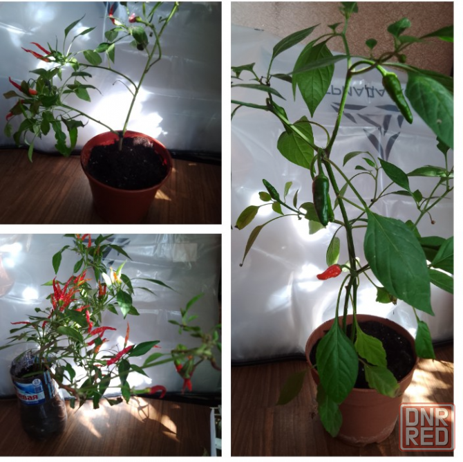 Перец комнатный Макеевка - изображение 1