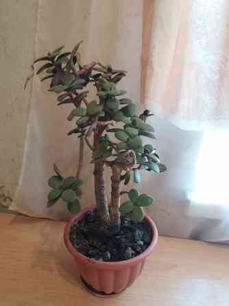 Продам цветок денежное дерево Донецк