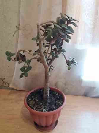 Продам цветок денежное дерево Донецк