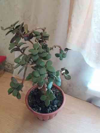 Продам цветок денежное дерево Донецк