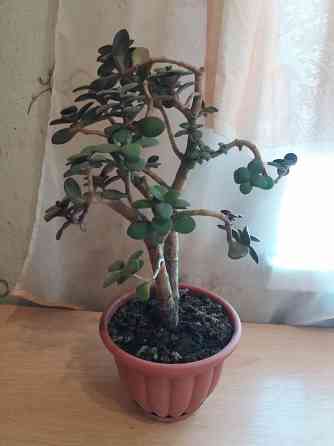 Продам цветок денежное дерево Донецк