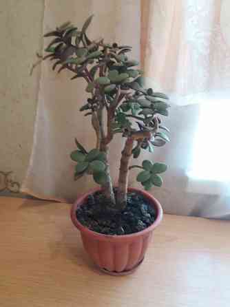 Продам цветок денежное дерево Донецк