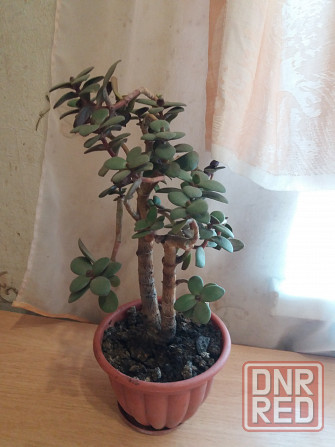 Продам цветок денежное дерево Донецк - изображение 2