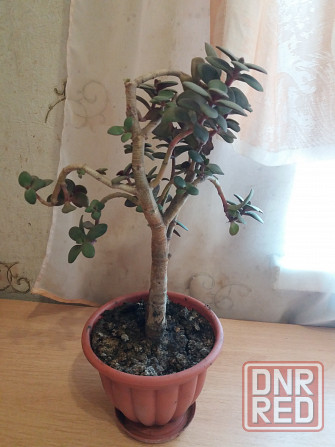 Продам цветок денежное дерево Донецк - изображение 3