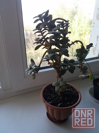 Продам цветок денежное дерево Донецк - изображение 7