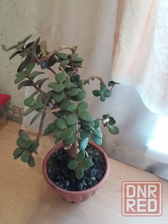 Продам цветок денежное дерево Донецк - изображение 4