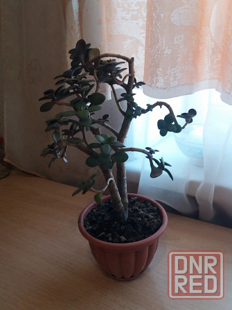Продам цветок денежное дерево Донецк - изображение 6