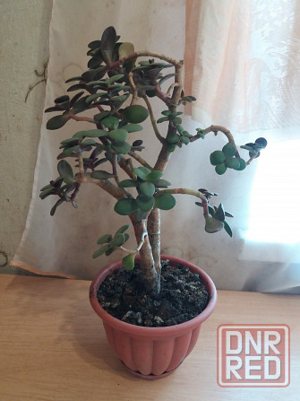 Продам цветок денежное дерево Донецк - изображение 1