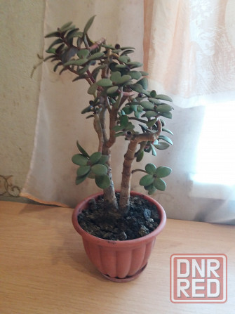 Продам цветок денежное дерево Донецк - изображение 5