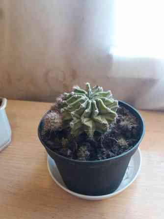 Продам цветок кактус Донецк