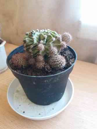 Продам цветок кактус Донецк