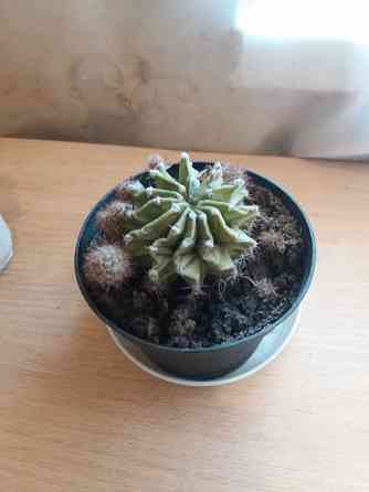 Продам цветок кактус Донецк