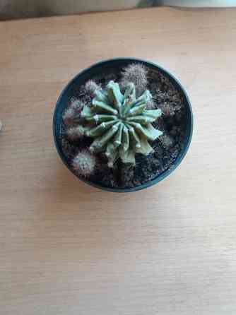 Продам цветок кактус Донецк