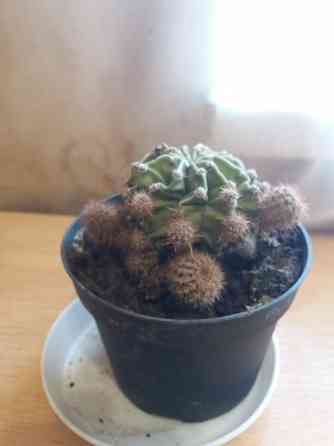 Продам цветок кактус Донецк