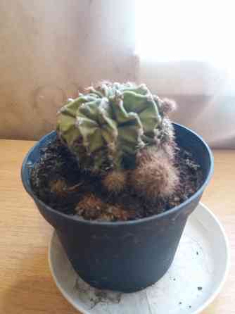 Продам цветок кактус Донецк