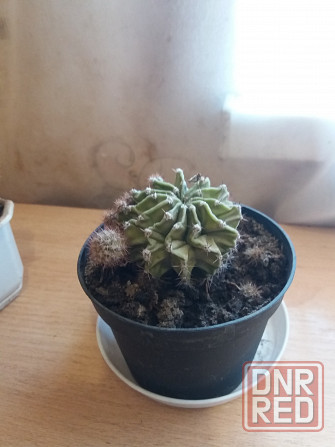 Продам цветок кактус Донецк - изображение 6