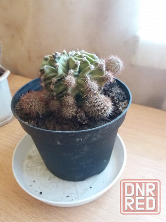 Продам цветок кактус Донецк - изображение 3