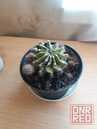 Продам цветок кактус Донецк - изображение 5