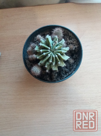 Продам цветок кактус Донецк - изображение 4