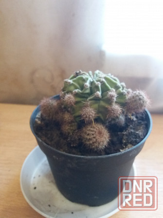 Продам цветок кактус Донецк - изображение 1