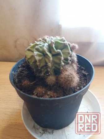 Продам цветок кактус Донецк - изображение 2
