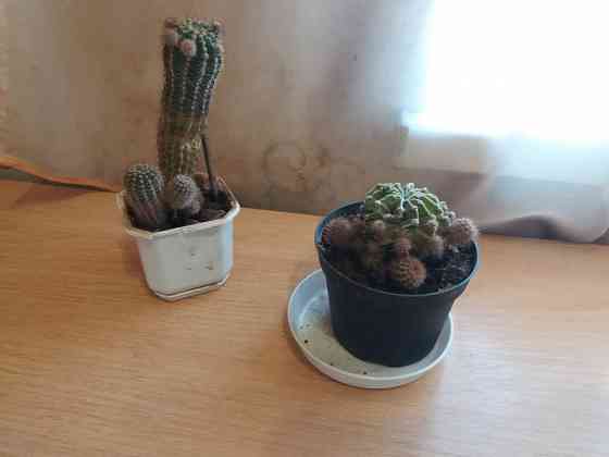 Продам кактус комнатное растение Донецк