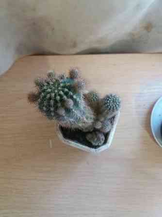 Продам кактус комнатное растение Донецк