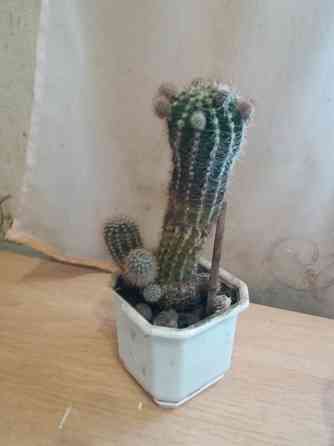 Продам кактус комнатное растение Донецк