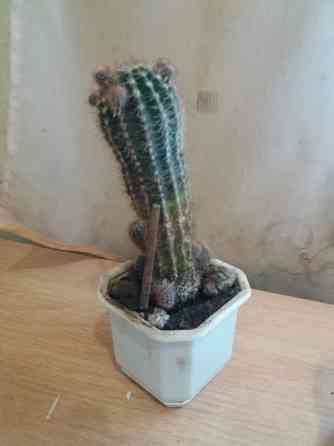 Продам кактус комнатное растение Донецк