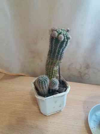 Продам кактус комнатное растение Донецк
