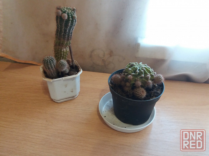 Продам кактус комнатное растение Донецк - изображение 6