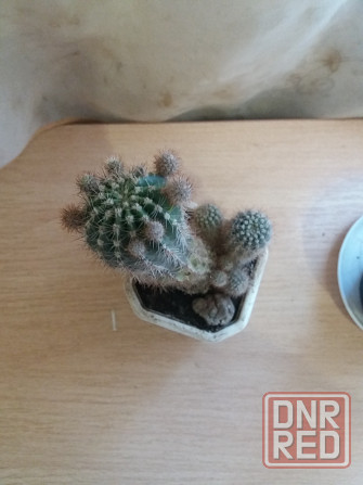 Продам кактус комнатное растение Донецк - изображение 3