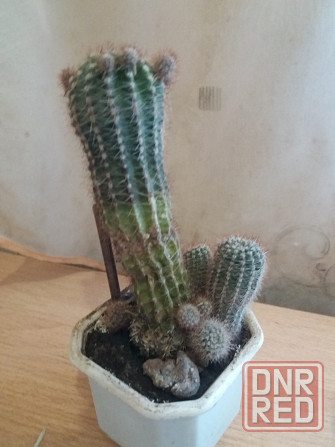 Продам кактус комнатное растение Донецк - изображение 2
