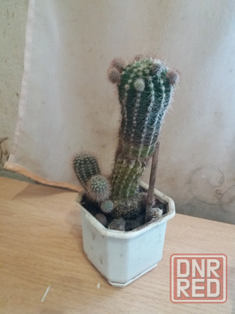 Продам кактус комнатное растение Донецк - изображение 1
