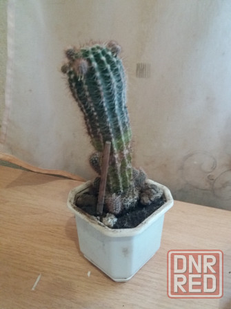 Продам кактус комнатное растение Донецк - изображение 5