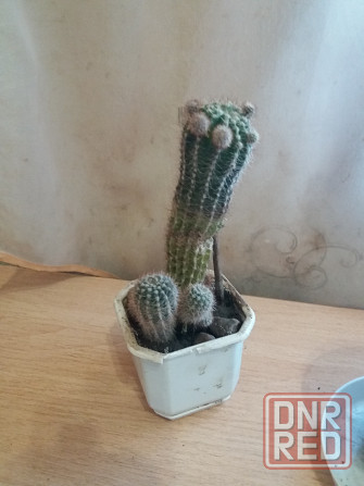 Продам кактус комнатное растение Донецк - изображение 4