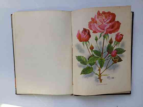 Розы 1962 год Донецк