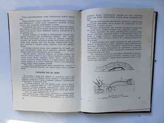 Розы 1962 год Донецк