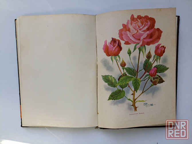 Розы 1962 год Донецк - изображение 3