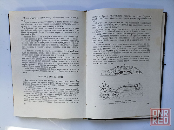 Розы 1962 год Донецк - изображение 4